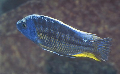 Protomelas sp. 'spilonotus likoma' Chilucha Reef